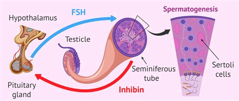 Regulation of spermatogenesis by FSH