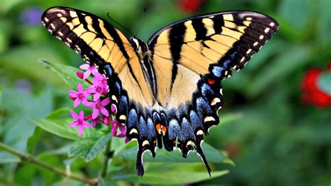 Eastern Tiger Swallowtail - CRITTERFACTS