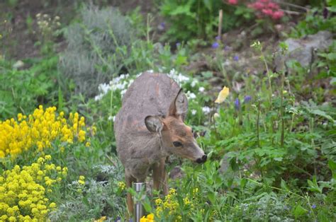 What Are Some Natural Deer Repellents That I Can Use In My Garden? | Obsessed Lawn