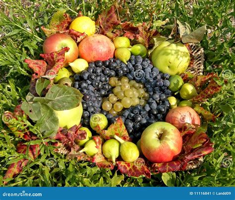 Autumn Fruit Basket Stock Image - Image: 11116841