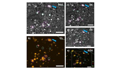 Correlative cathodoluminescence electron microscopy: study cellular ...