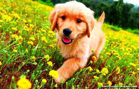 Golden Retriever Puppies Desktop Wallpaper