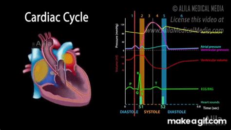 The Cardiac Cycle, Animation on Make a GIF