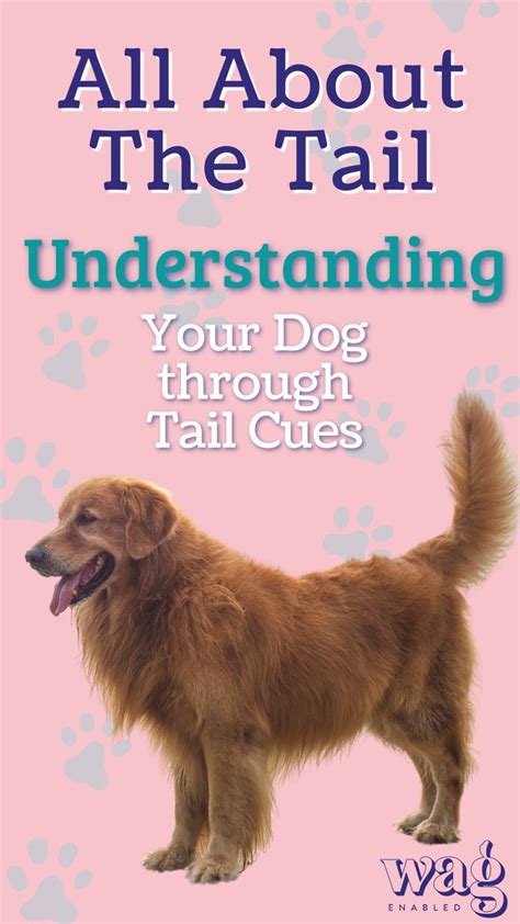 How to understand dog s emotions through tail body movements tips for ...