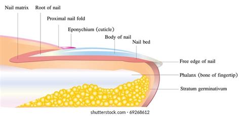 Vector Detailed Nail Anatomy On White: immagine vettoriale stock ...