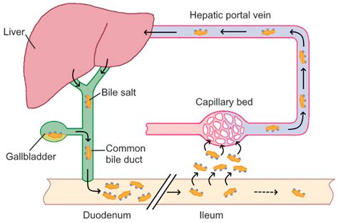 IJMS | Free Full-Text | Mechanisms of Interactions between Bile Acids and Plant Compounds—A Review