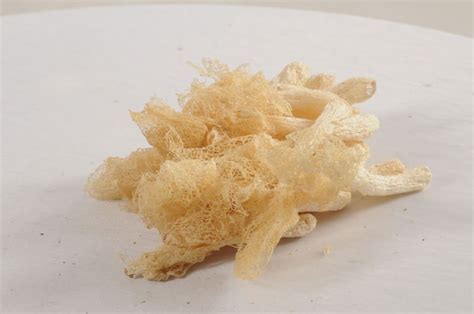 bamboo fungus,China Zhuo price supplier - 21food