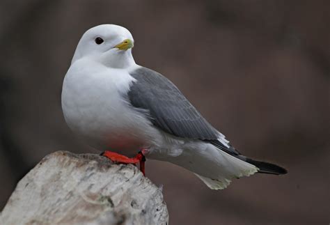 Pictures and information on Red-legged Kittiwake