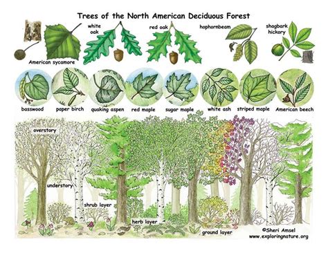Deciduous Forests | Explore Nature