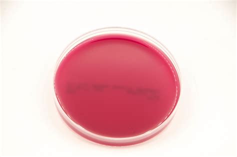 Columbia Blood Agar - CA - Anaerobe Systems