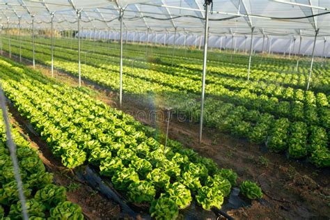 Fresh Organic Lettuce Seedlings in Greenhouse Outdoors Stock Image ...