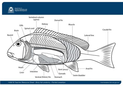 Fish Anatomy Worksheets Answer Key - Printable Worksheets