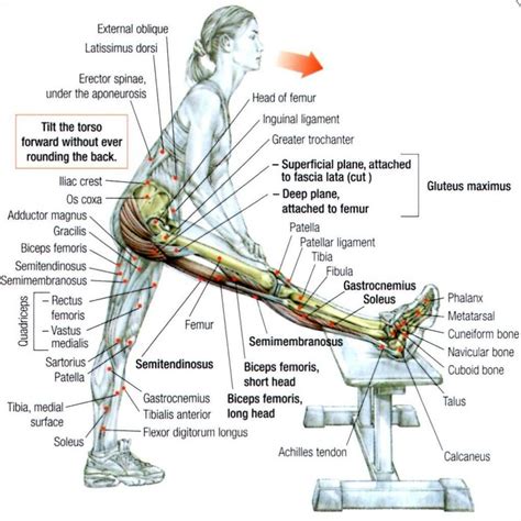 Leg Muscles Diagram Hamstring - Posterior Thigh - k8offroad.blogspot.com