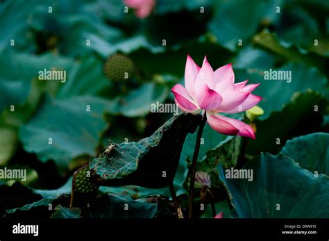 Vietnam lotus hi-res stock photography and images - Alamy