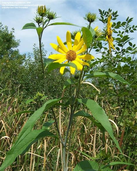 PlantFiles Pictures: Jerusalem Artichoke, Sunchoke (Helianthus ...