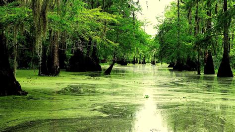 Barataria Bay Is Slowly Slipping Away