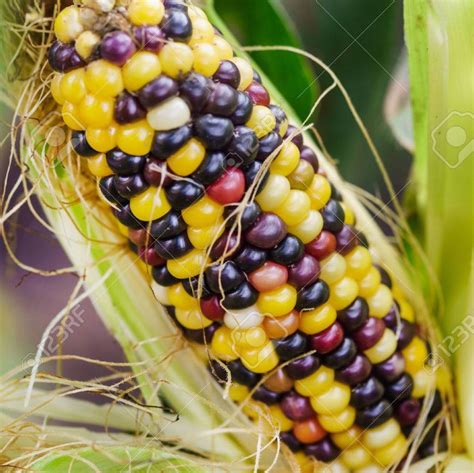 Ornamental Indian Corn Seeds. Non-GMO. Grow these in your | Etsy