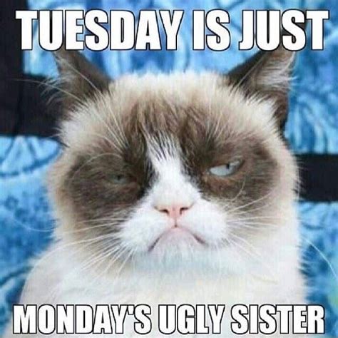 15 Happy Tuesday Memes - Best Funny Tuesday Memes | Grumpy cat humor ...