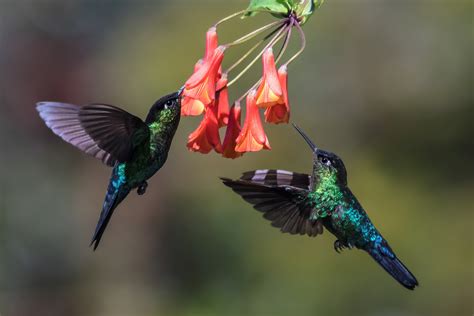 Download Flower Bird Animal Hummingbird 4k Ultra HD Wallpaper