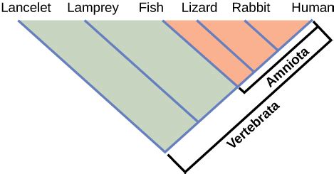 Cladistics | Biology for Majors II