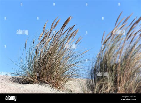 European marram grass / beach grass / beachgrass (Ammophila arenaria ...