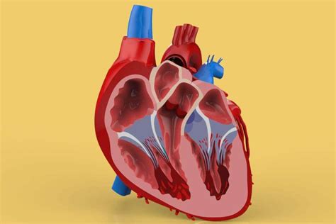 Human Heart Anatomy 3D Model By CGShape | ubicaciondepersonas.cdmx.gob.mx