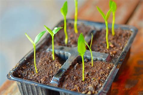 How to Grow Bell Peppers from Seeds in a Pot (Pictures) - GreensGuru