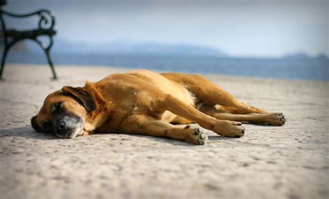 Dogs on the Beach Wallpaper - WallpaperSafari