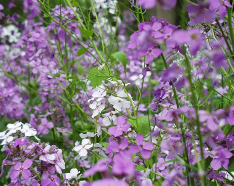 A field of lavender wildflowers near Ada Covered Bridge in Ada ...