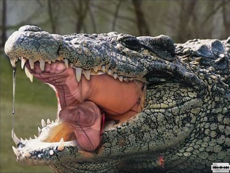 crocodiles eating people - Bing | Crocodile eating, Crocodiles, Habitats