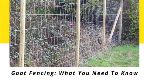 Goat Fencing: What You Need To Know - Sk Welded Mesh