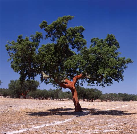 cork tree - Around the World in 80 Harvests