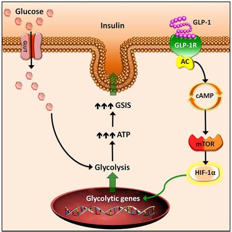 Amino acid sequence of glucagon like peptide-1 (GLP-1) and GLP-1... | Download Scientific Diagram