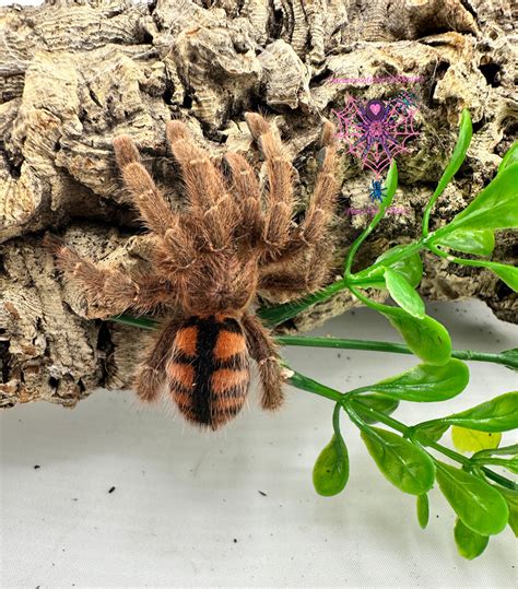 Arboreal Tarantulas – Daenerys MotherOfSpiders