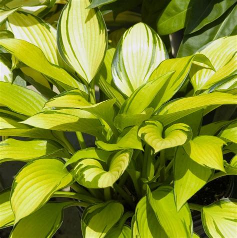 Image result for hosta june fever | Hosta june, Hostas, Foliage plants