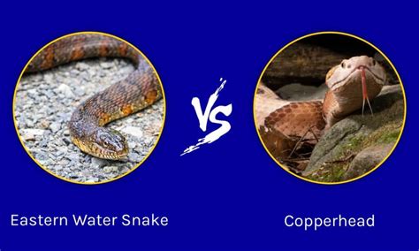 Northern Water Snake Vs Copperhead