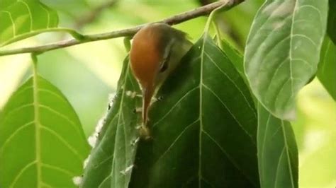 OUR PLANET DAILY on Instagram: “You aren't hallucinating. This mindblowing bird knows how to sew ...