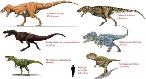 Conoce los diferentes tipos de dinosaurios carnívoros en la prehistoria ...