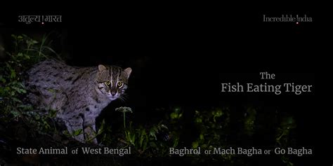 Best Fishing Cat Conservation India | West Bengal | Sundarbans | Baghrol Basa