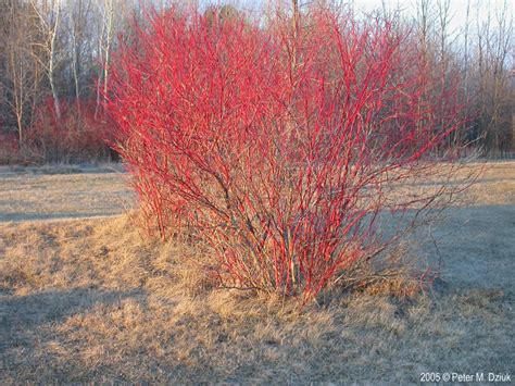 Cornus sericea (Red-osier Dogwood): Minnesota Wildflowers