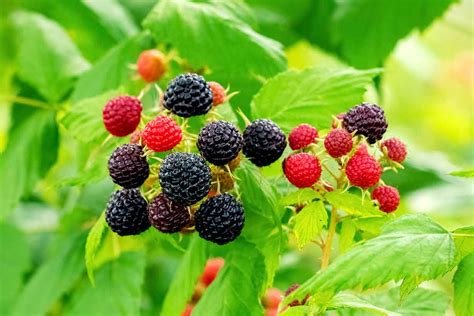 Black Raspberries: Nutrition Facts and Benefits - Nutrition Advance