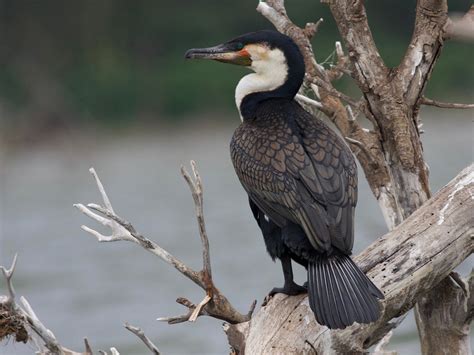 Great Cormorant - eBird