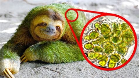 Does Algae Grow On Sloths? A Green Coat Explored! - Animal Hype