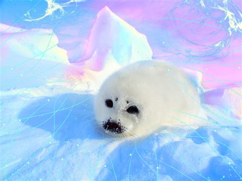 Pics For > Cute Baby Seals Wallpaper | Baby seal, Cute seals, Seal pup