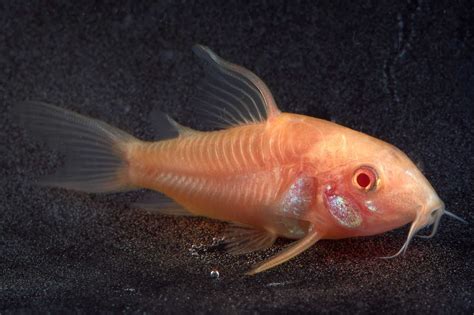 Albino Cory Catfish: Facts, Care Guide, Pictures & More