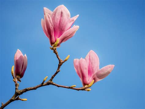 Sugar Magnolia. Foto & Bild | spezial, bäume, frühling Bilder auf fotocommunity