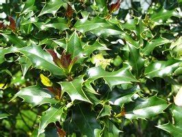 How to Diagnose Holly Bush Disease in Soil When There are Brown Leaves ...