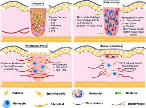 Contribution of platelets, the coagulation and fibrinolytic systems to cutaneous wound healing ...