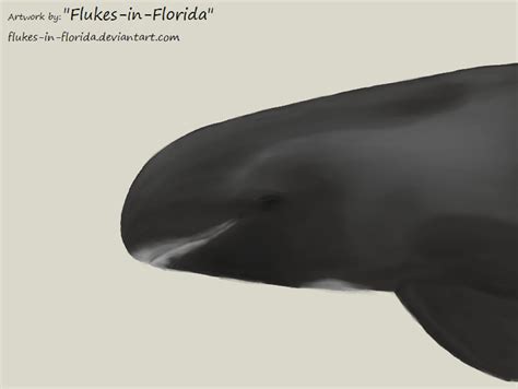 Pygmy Killer Whale by flukes-in-florida on DeviantArt