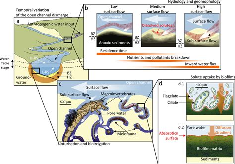 Figure 1 from Interplay of hydrology, community ecology and pollutant attenuation in the ...